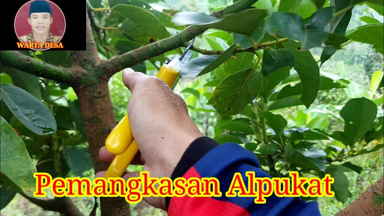 CARA PEMANGKASAN TANAMAN ALPUKAT