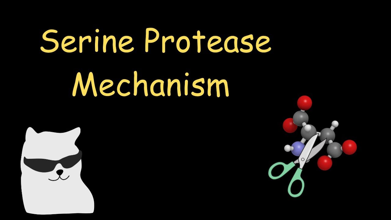 serine protease mechanism ~ super cool edition