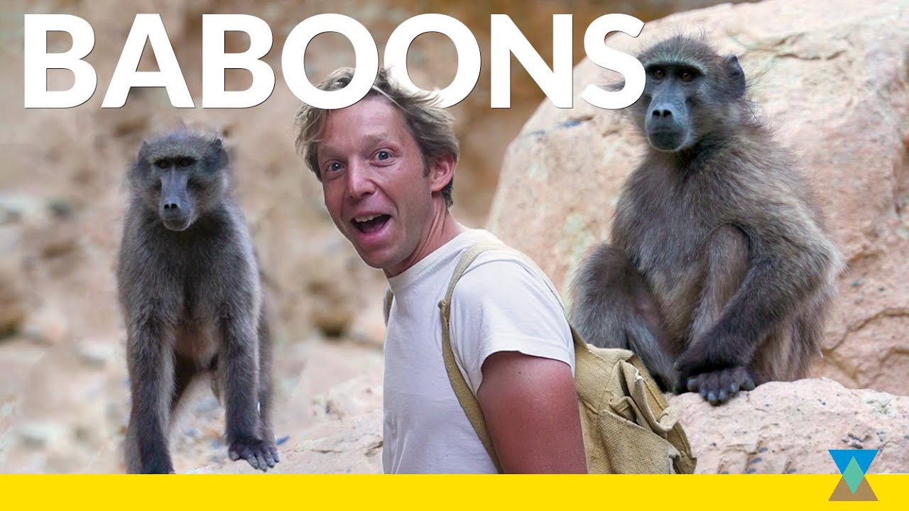 Jack vs. Wild Baboon Troop!