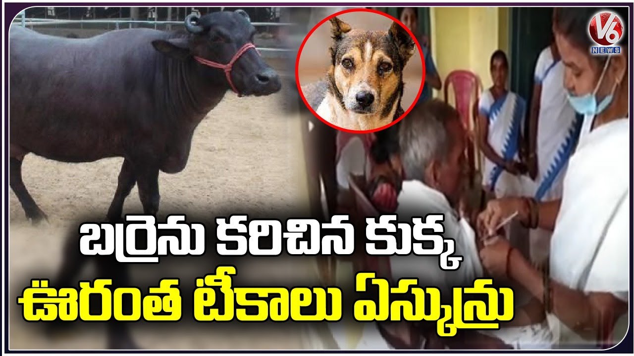 302 Villagers Vaccinated Rabies Injection At Once Due To Drinking Dog Bitten Buffalo Milk | V6 News