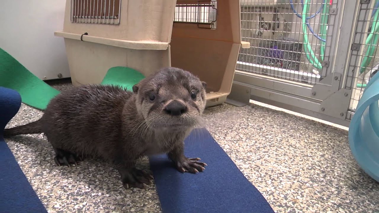 Rescued river otter pup