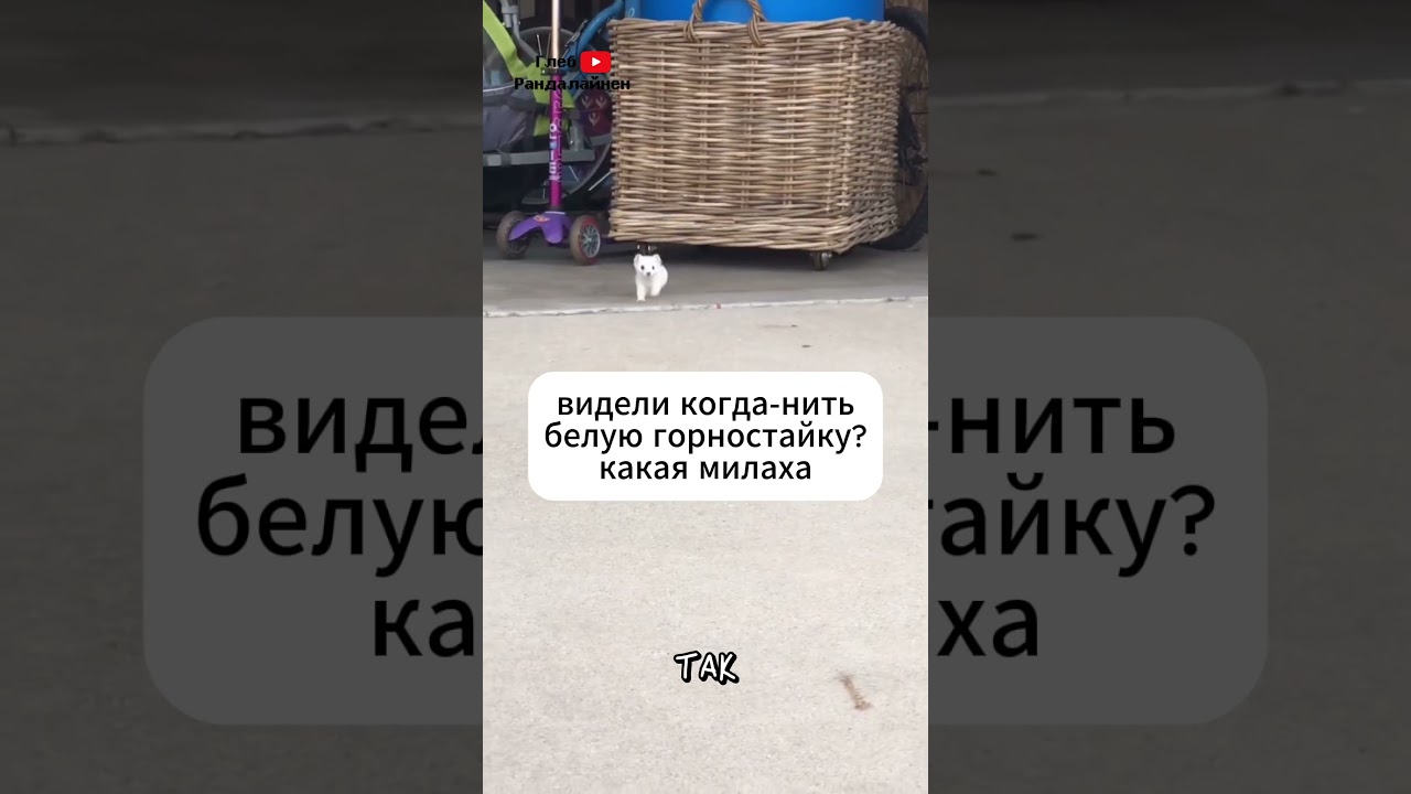 Горностай 🤍 Интересные факты