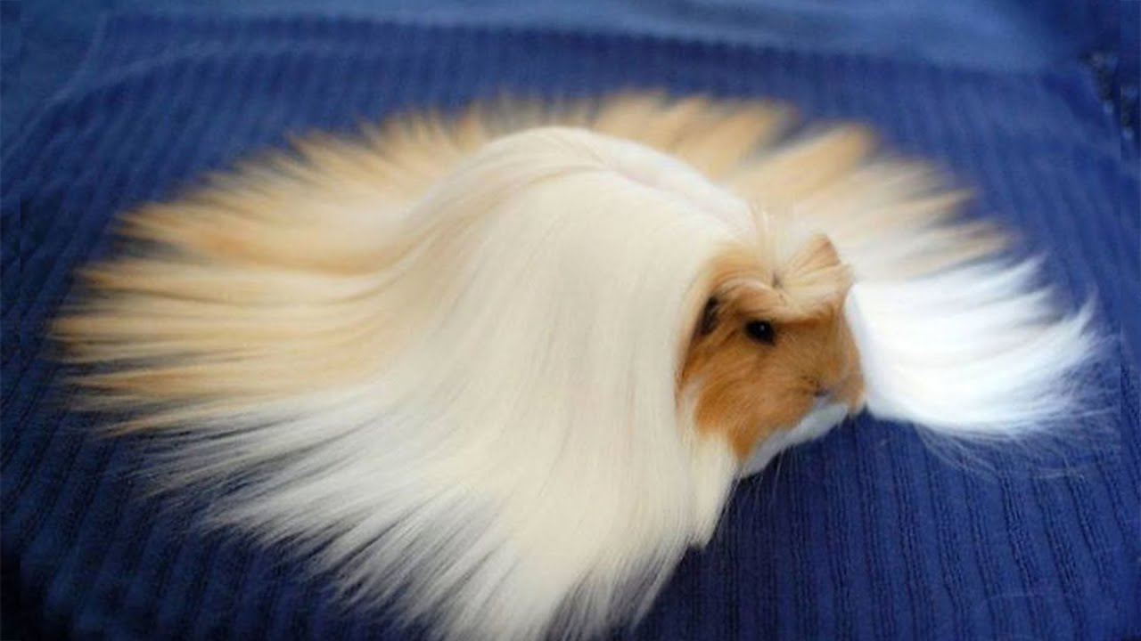 ♥️ Funny and Cute GUINEA PIGS Video Compilation ♥️ | The Best Guinea Pig Video