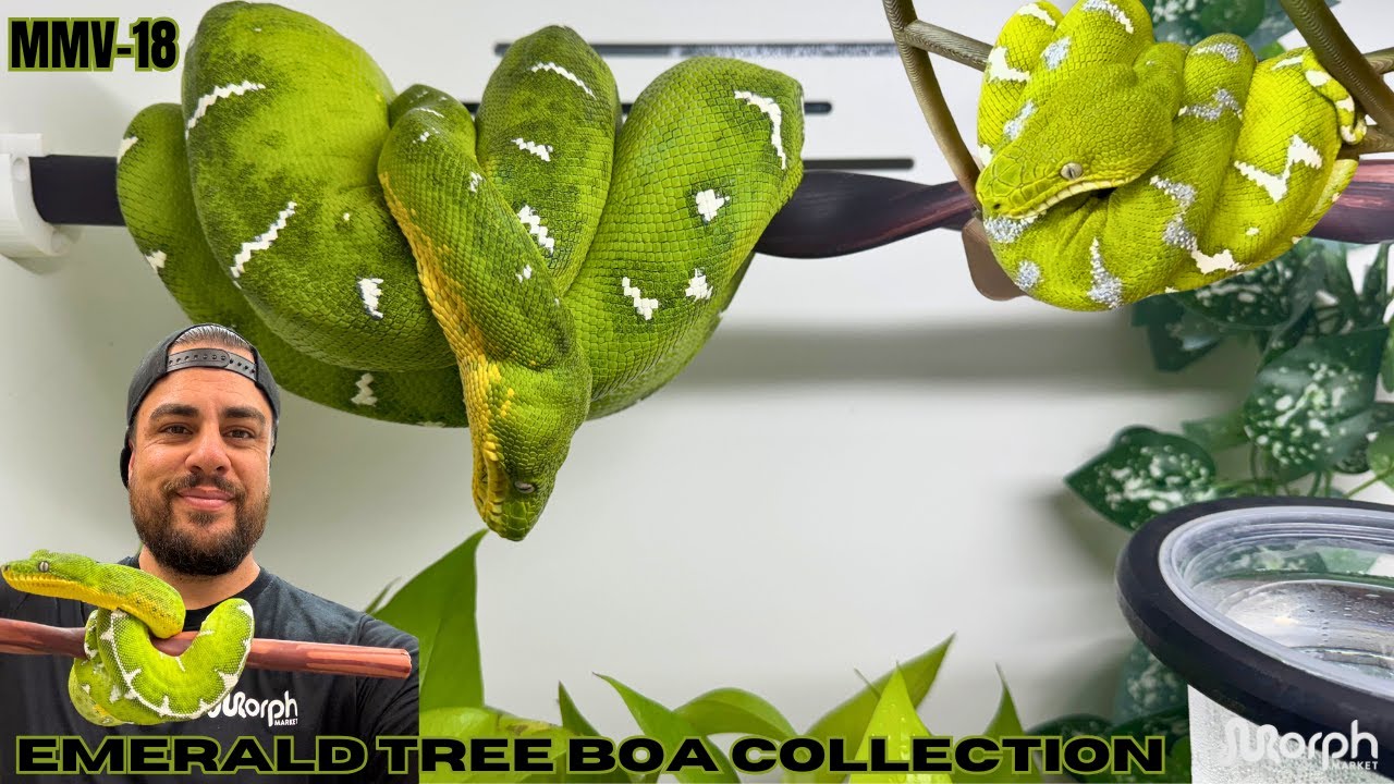 INSANE Looking Emerald Tree Boa Collection