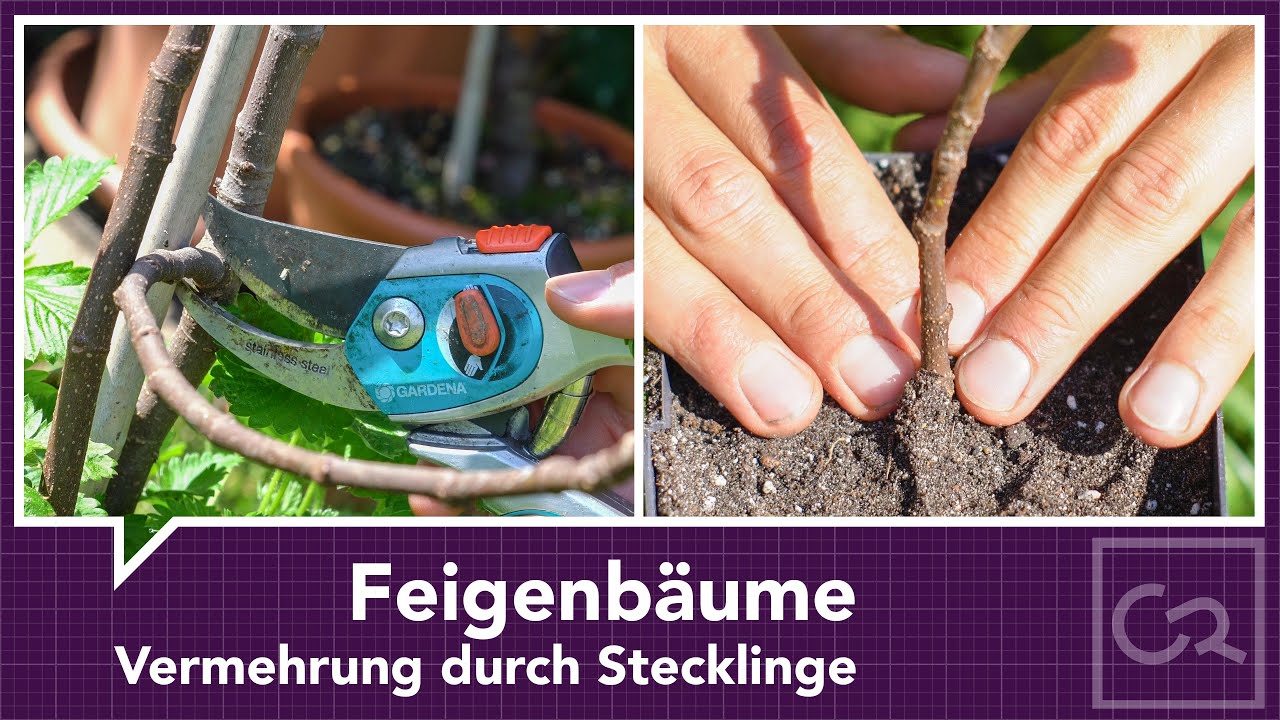 Feigenbäume – Vermehrung durch Stecklinge