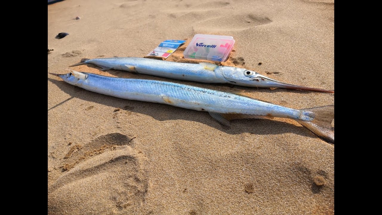 Surfcasting Multi-espèces (plage des Saumonards)
