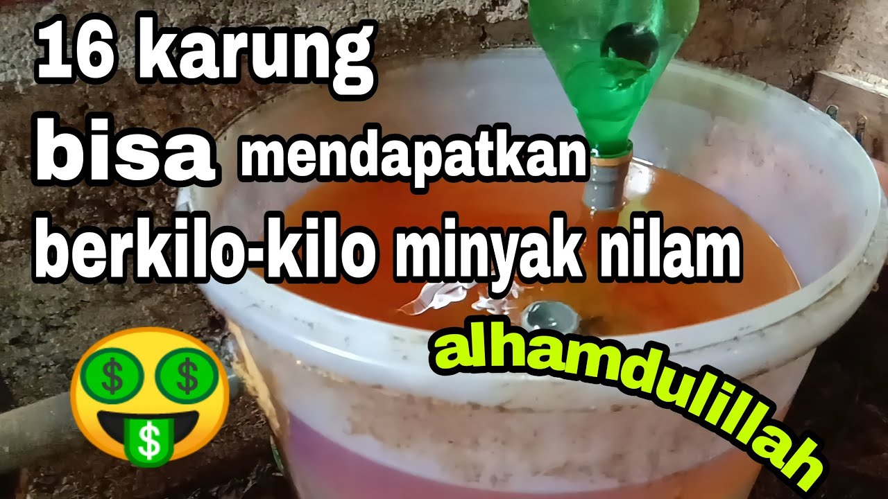 PROSES PENYULINGAN MINYAK NILAM