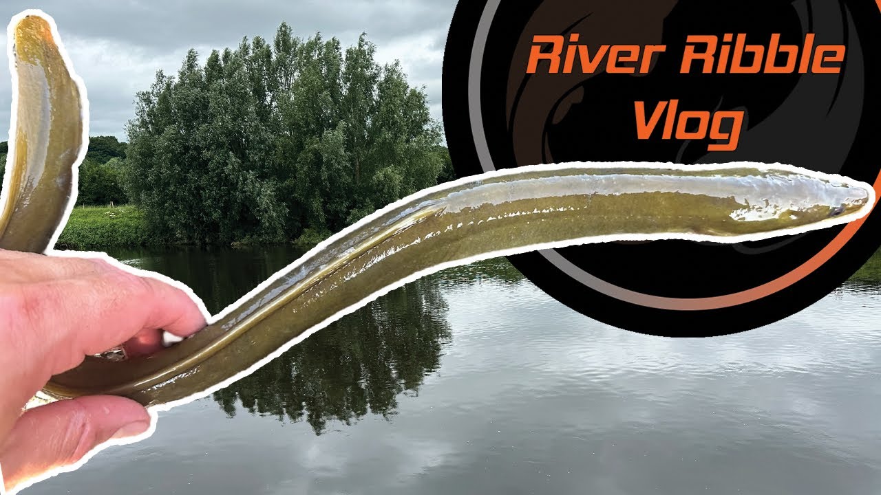 River Ribble Vlog | Free-lining Worms and Feeder Fishing