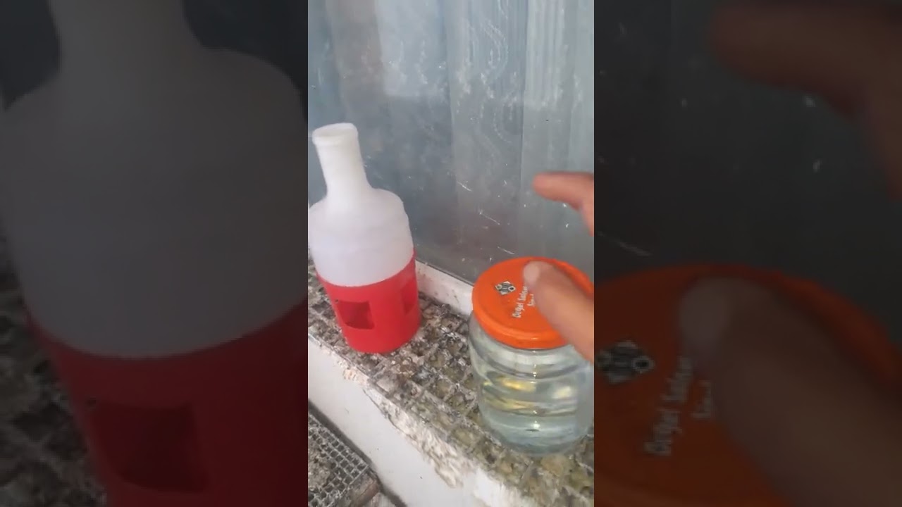 güvercin iç çiçek tedavisi