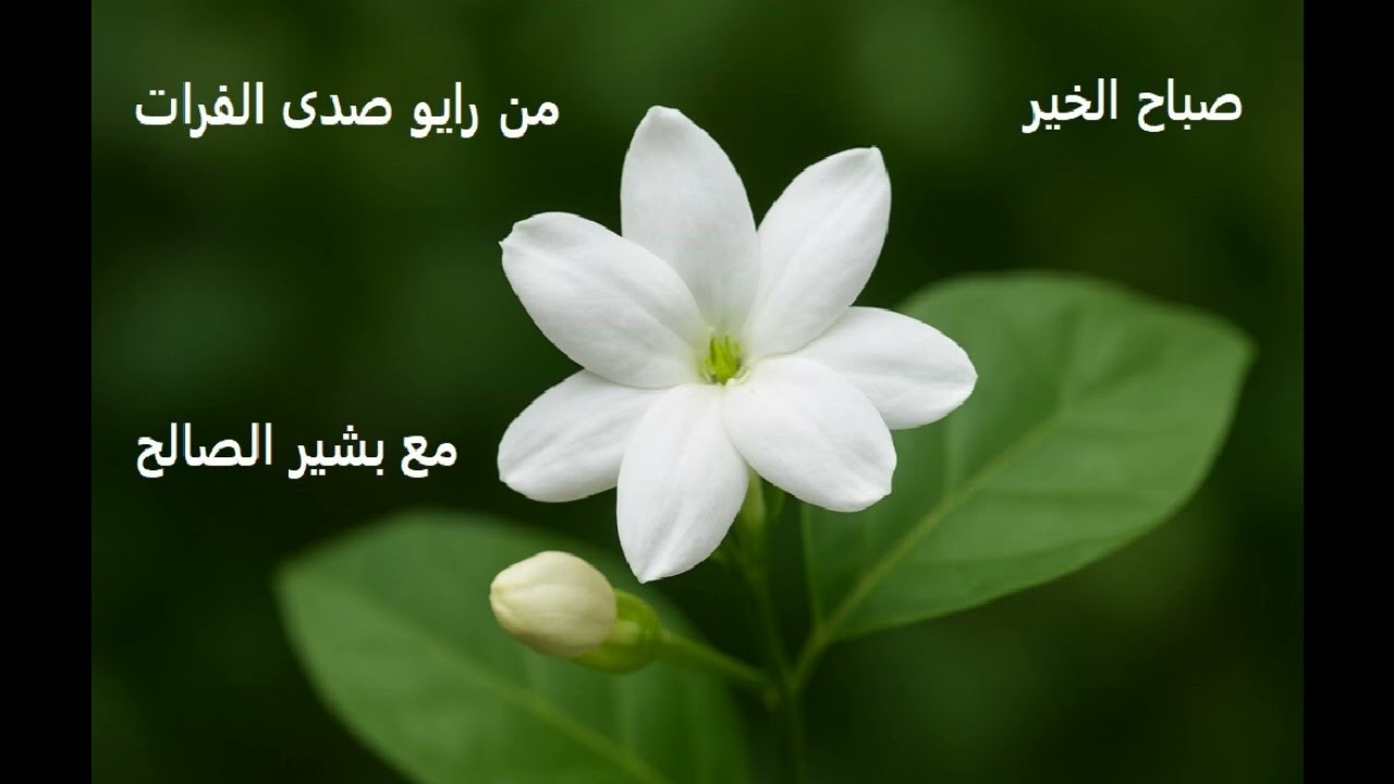 صباح الخير - إعداد و تقديم بشير الصالح - الحِلم
