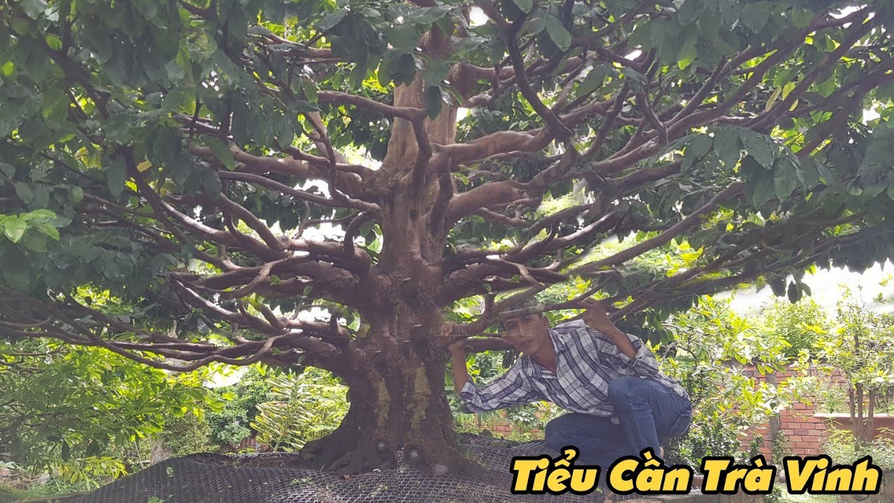 Gốc mai khủng hàng Vip chào giá hơn nữa Tỷ quá đẹp