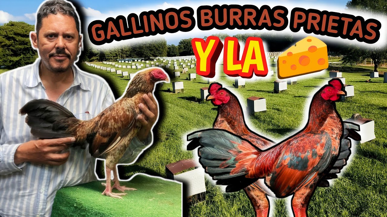 Gallinos 