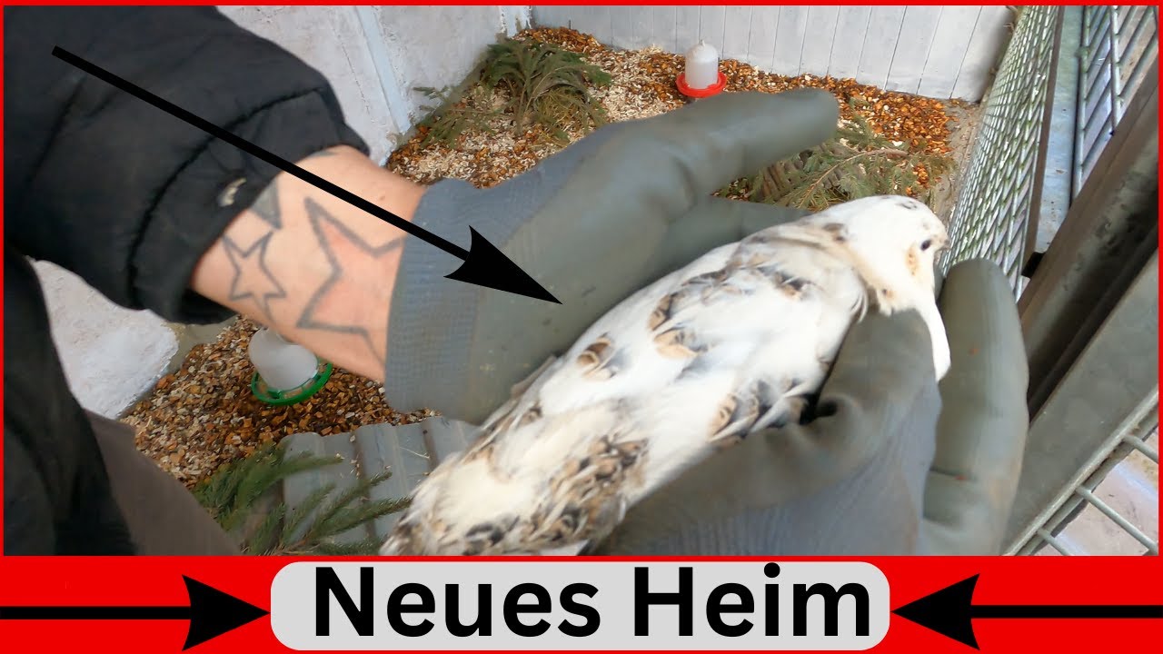 Teil 2 Wachteln 🐦 Ausmisten / umsetzen in den Zuchtstall