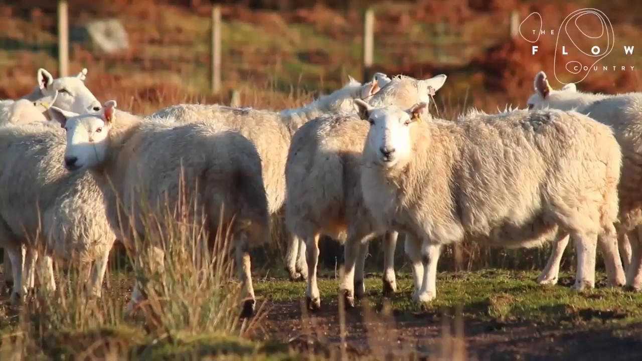 Crofting in the Flow Country