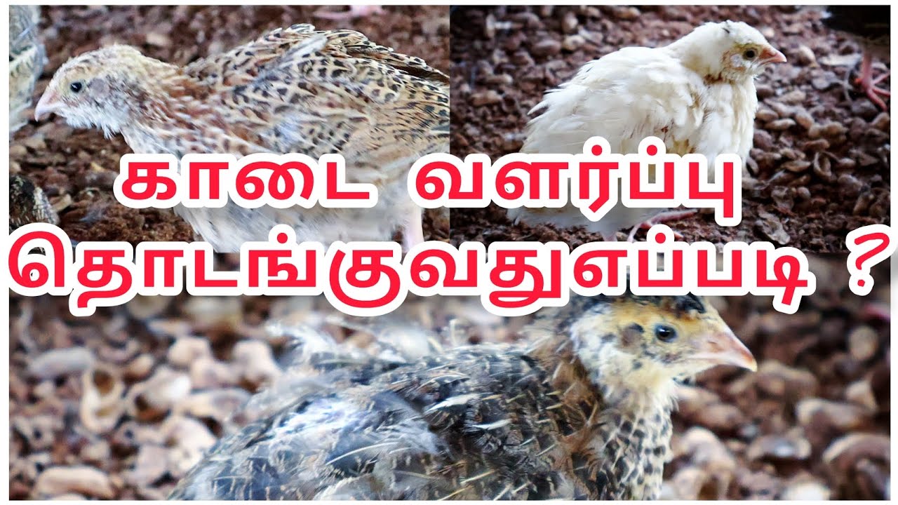 காடை வளர்ப்பு தொழில் , kadai valarppu in tamil , quail farming in tamil , kadai pannai   காடை பண்ணை