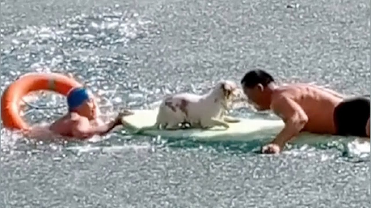 Heroic Chinese men break through ice to rescue dog trapped in frozen lake