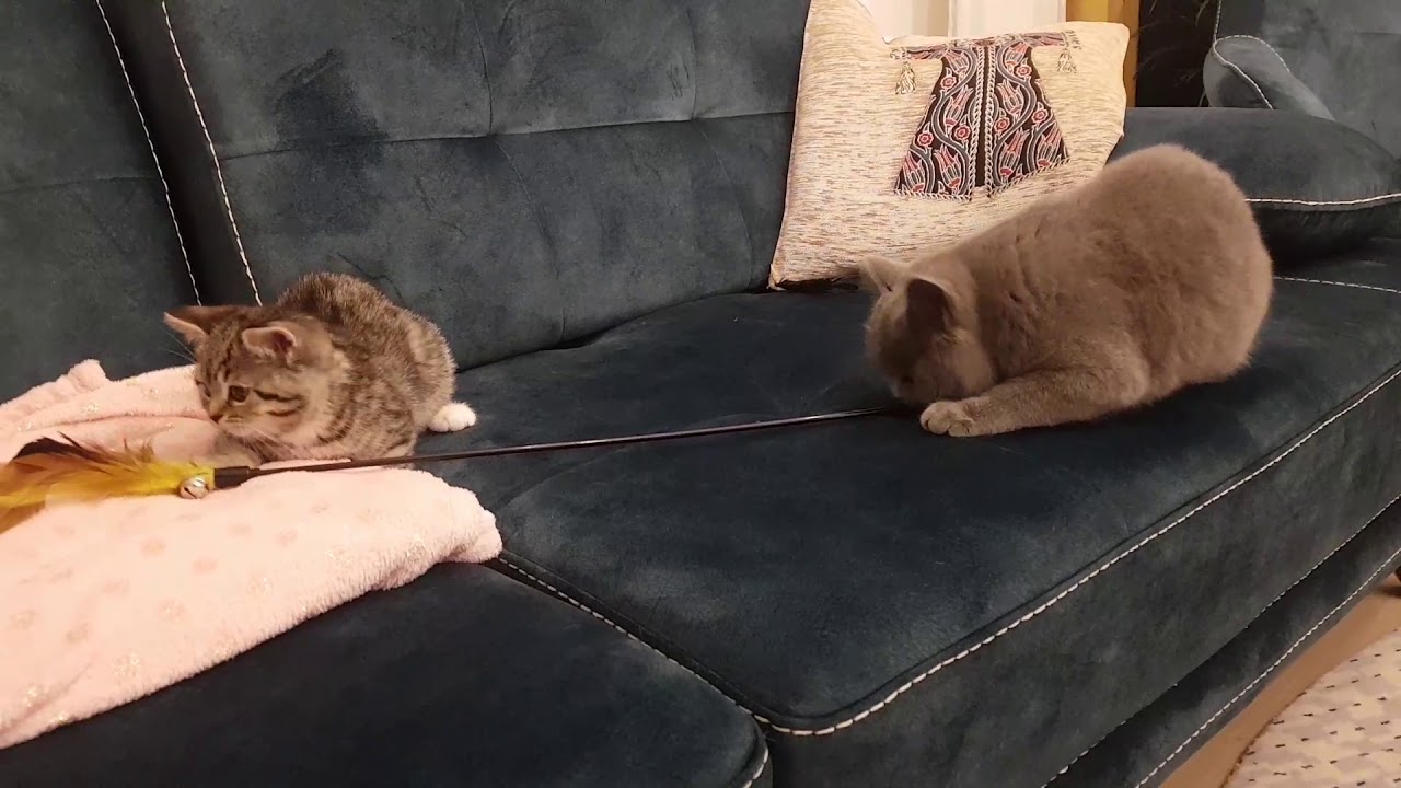 BKH Silver and Tabby