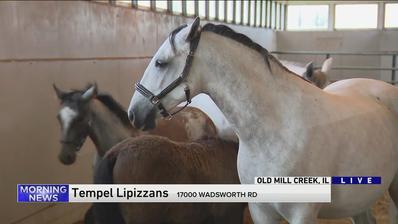 Getting to know the Tempel Lipizzans
