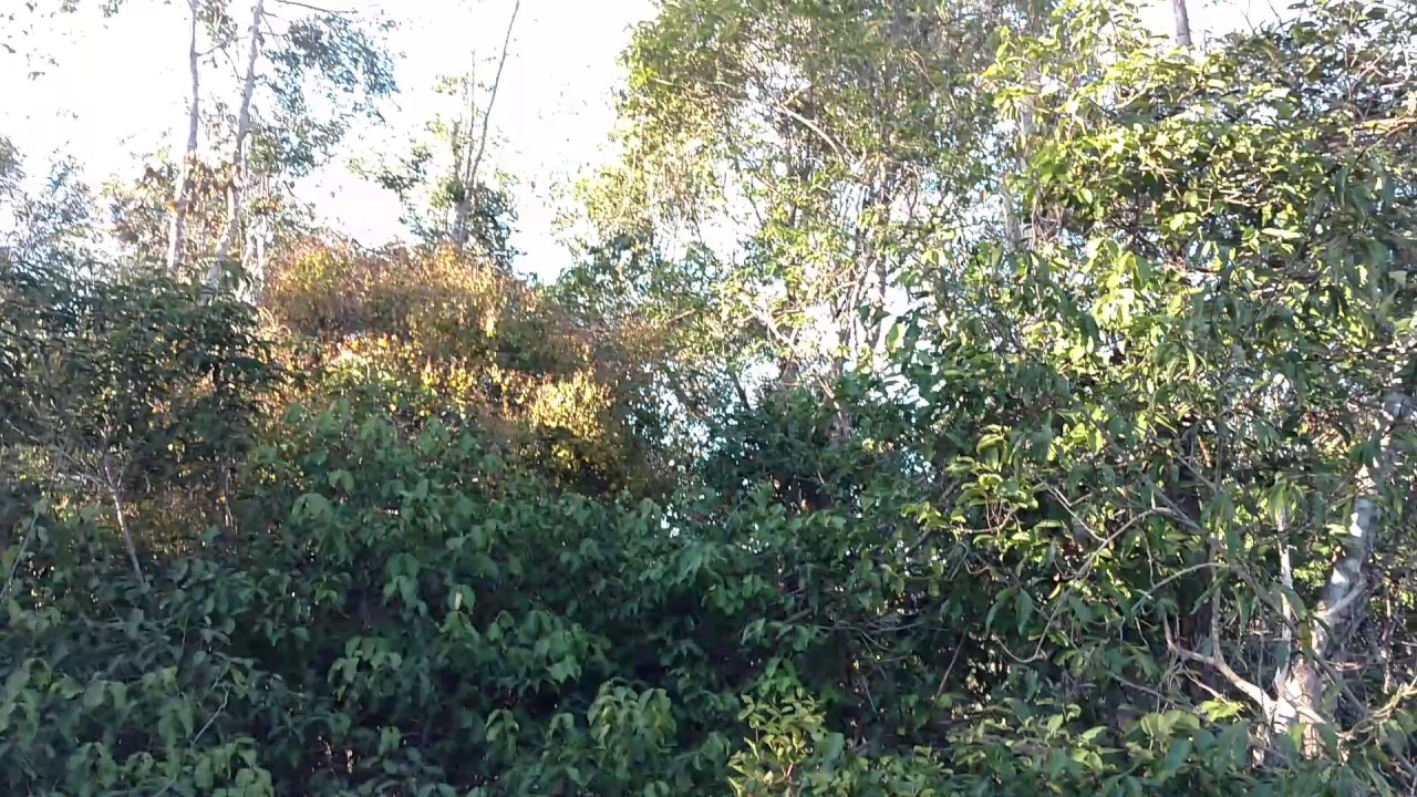 Manejo de hoje , Canil Negreiros !!!