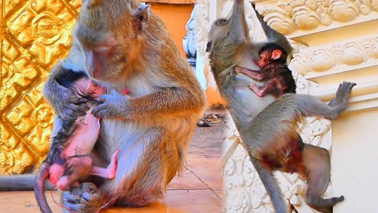 Peaceful Family Moment — Mama MANDA Brings Her Newborn to Rest Together at the Temple 🌿🐒