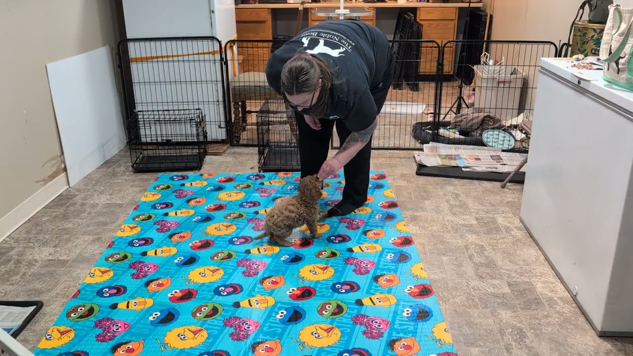 Premier Puppy Chewy Week 1