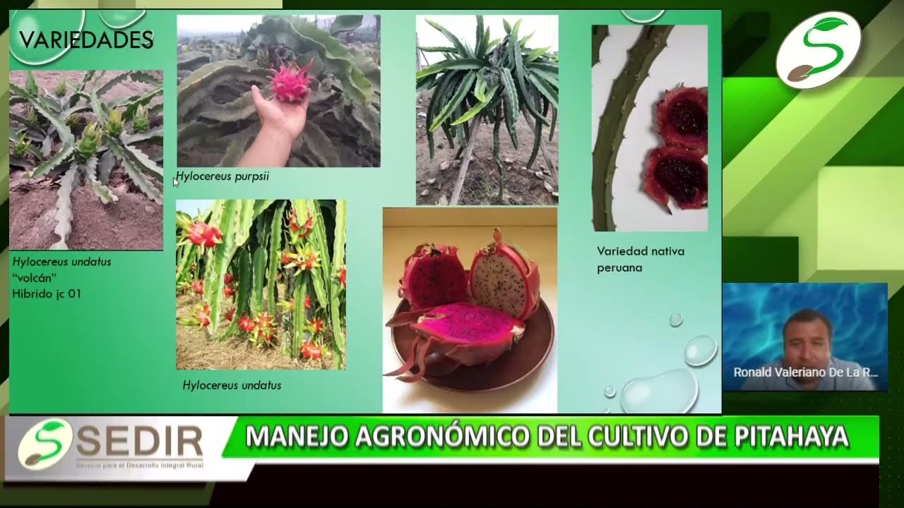 SEDIR: Manejo agronómico del cultivo de pitahaya