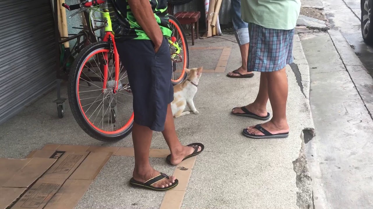 Cat Listening to Human Conversation
