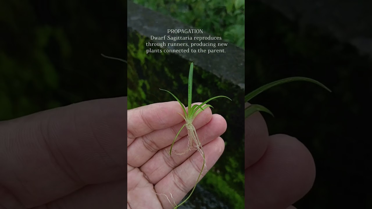 dwarf sagittaria