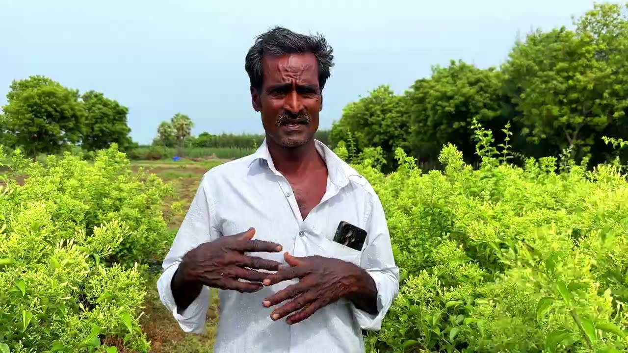 Mullai Poo Pairidum Murai | முல்லை பயிரிடும் முறை மற்றும் முல்லை பராமரிக்கும் முறை #mullaipoo #2025 