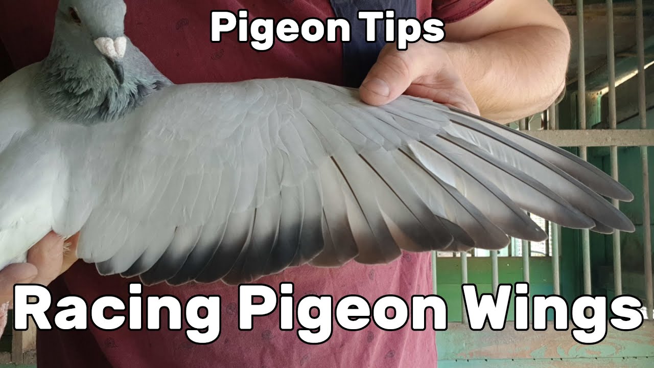 Looking at a Pigeon's Wing - Racing Pigeon Tips for Beginners