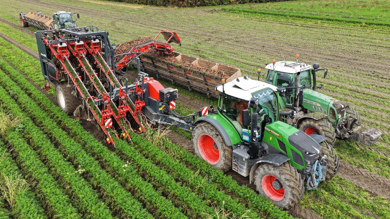 Harvesting Carrots | Fendt 620 w/ *NEW* Dewulf GK3 carrot harvester | Blitterswijk Agro