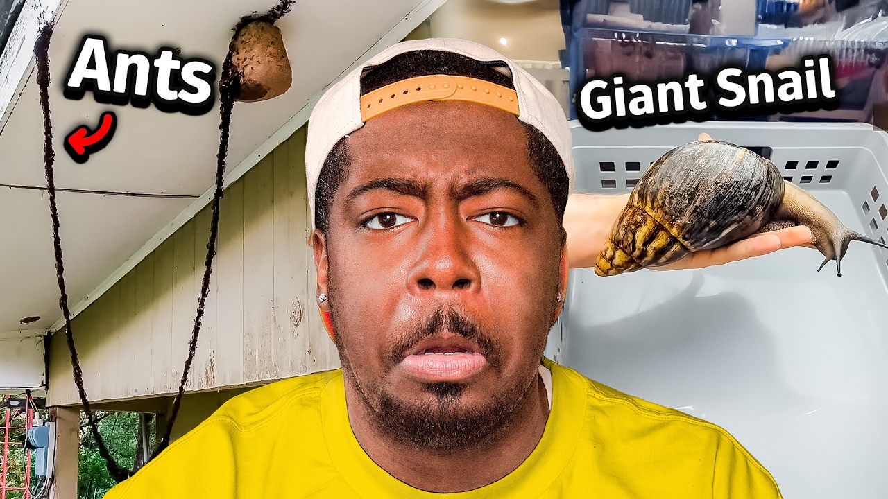 When did Insects get so SCARY!?