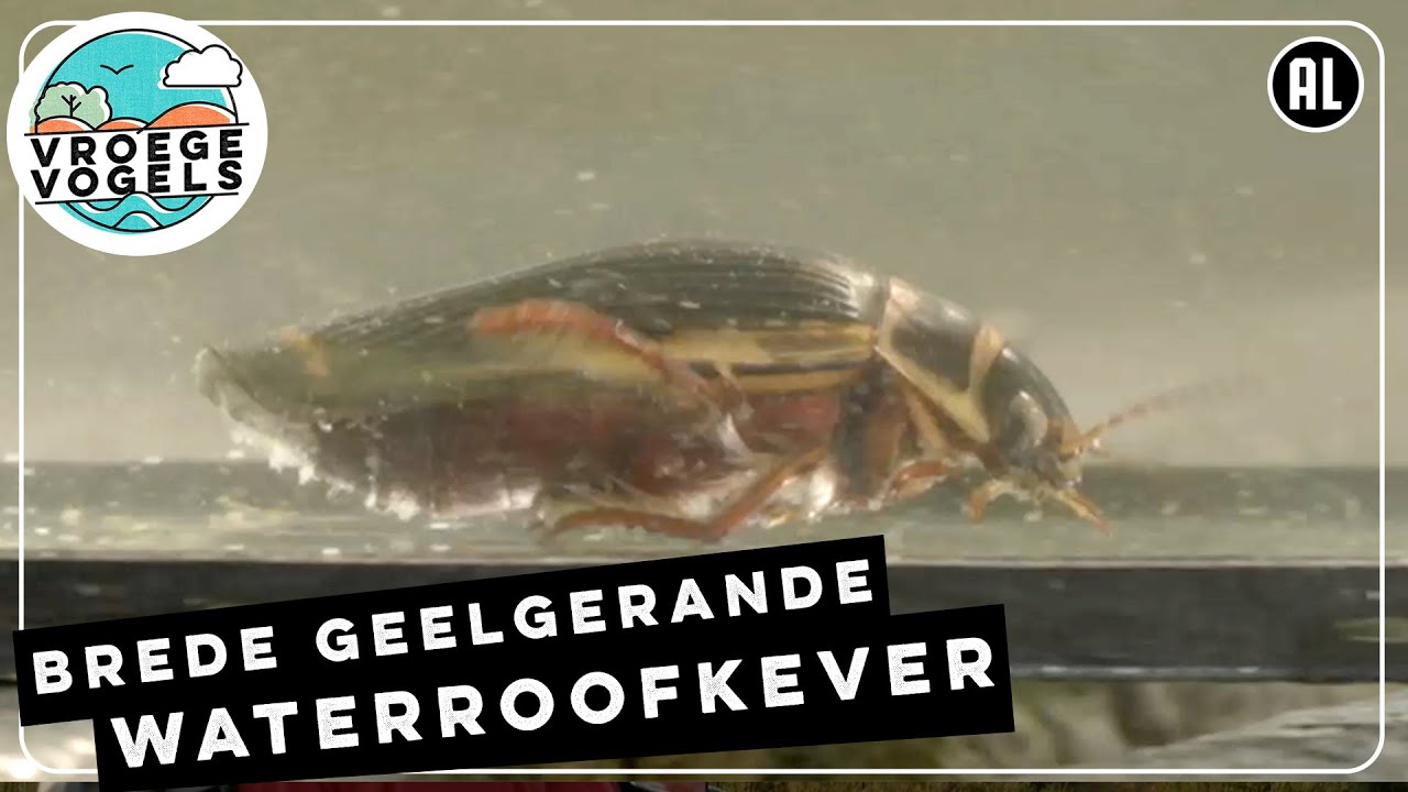 Brede geelgerande waterroofkever | TV | Vroege Vogels