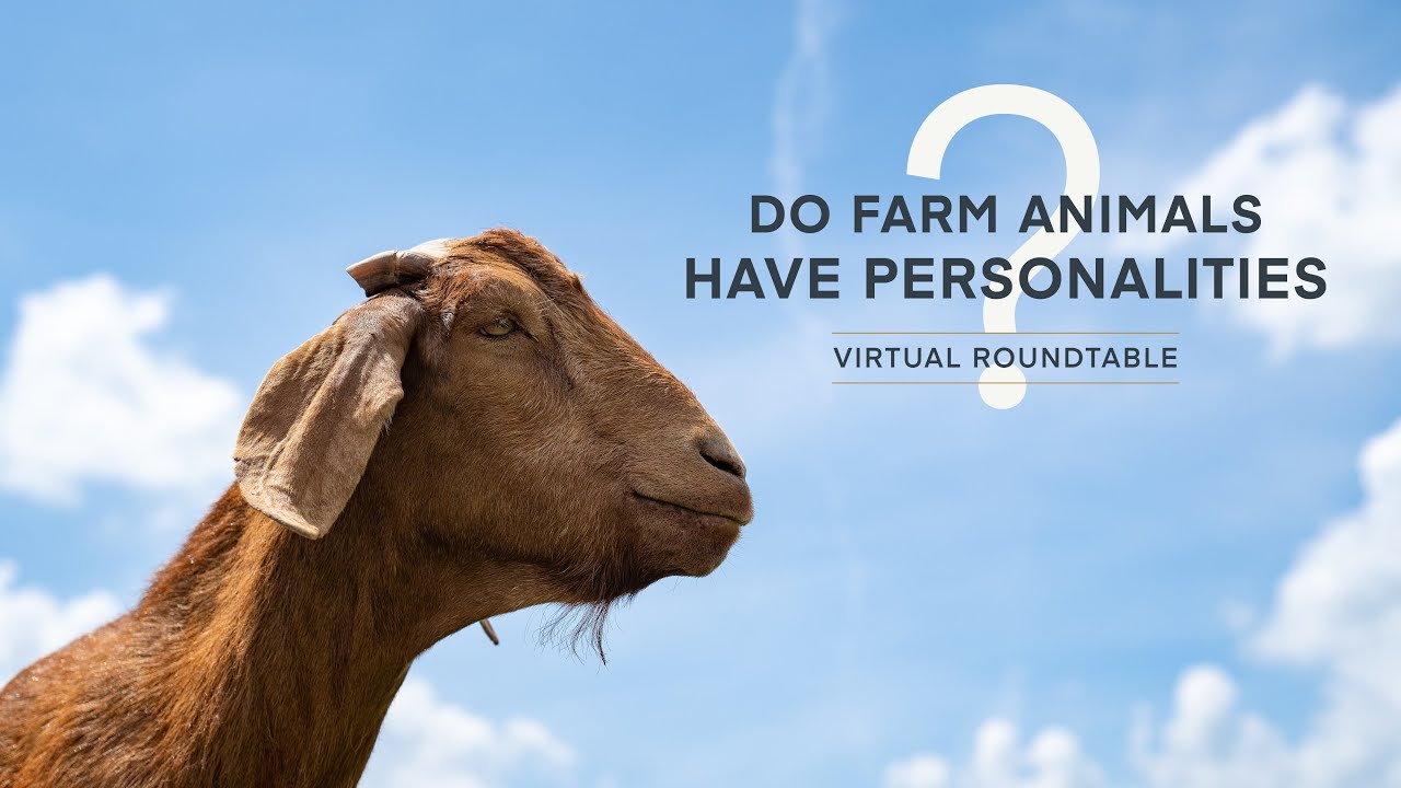 Do Farm Animals Have Personalities?