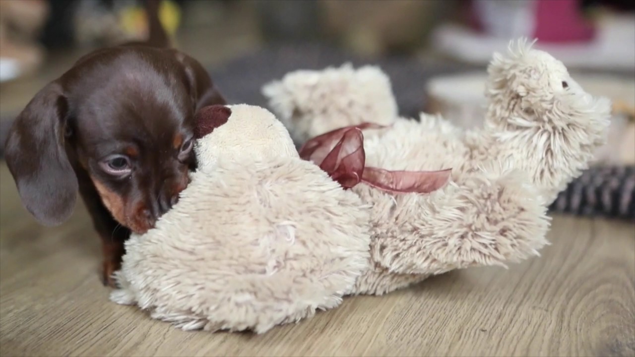 Dachshund Puppies