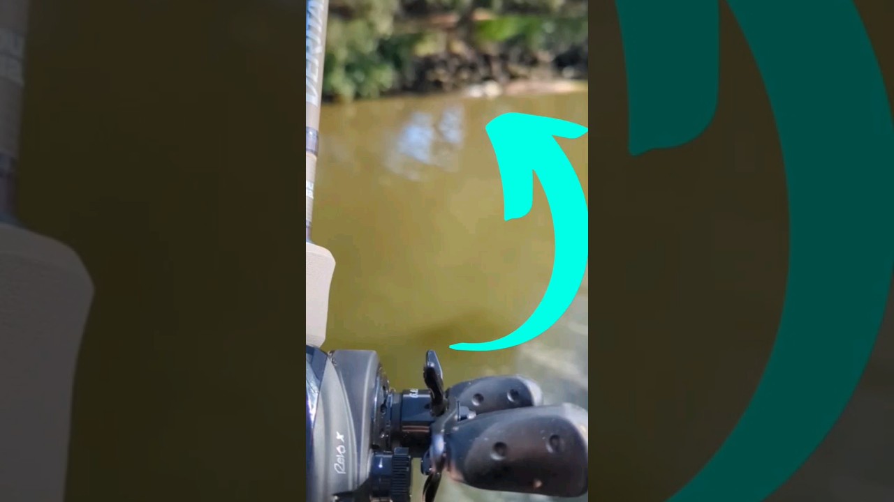 Fishing near Huge Elephant Seal