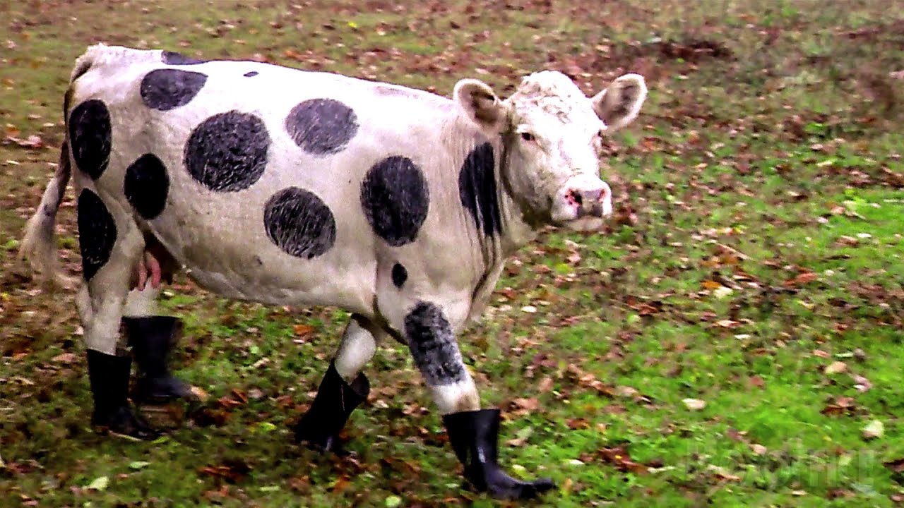 Das Kuh-Ablenkungsmanöver | Top Secret | German Deutsch Clip