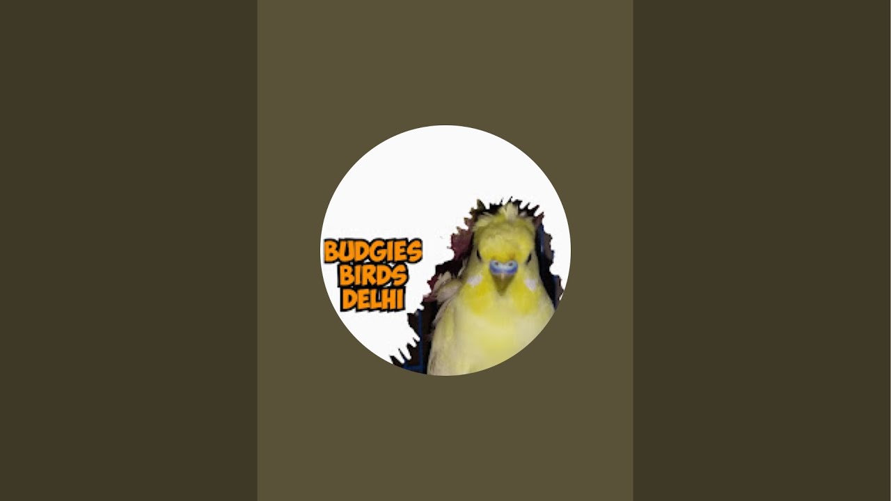 Budgies Birds (Delhi) is live