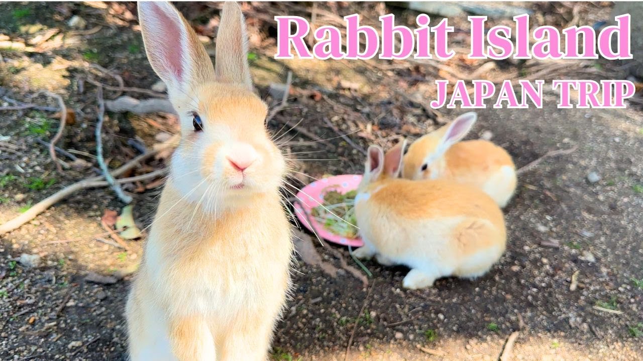 [Кроличий остров, ЯПОНИЯ] Так много кроликов! 🐰 Добро пожаловать в страну кроликов | Окуношима
