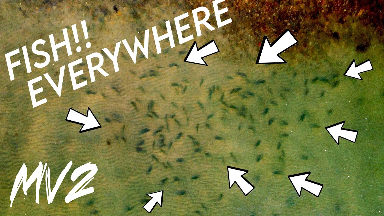 BLUEFISH + BASS BLITZ off Martha's Vineyard (Martha's Vineyard 2 Pt. 6)