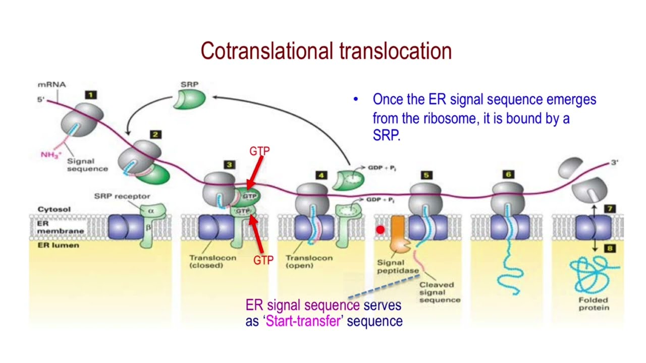 Co-translational Translocation Protein Targeting to Endoplasmic Reticulum