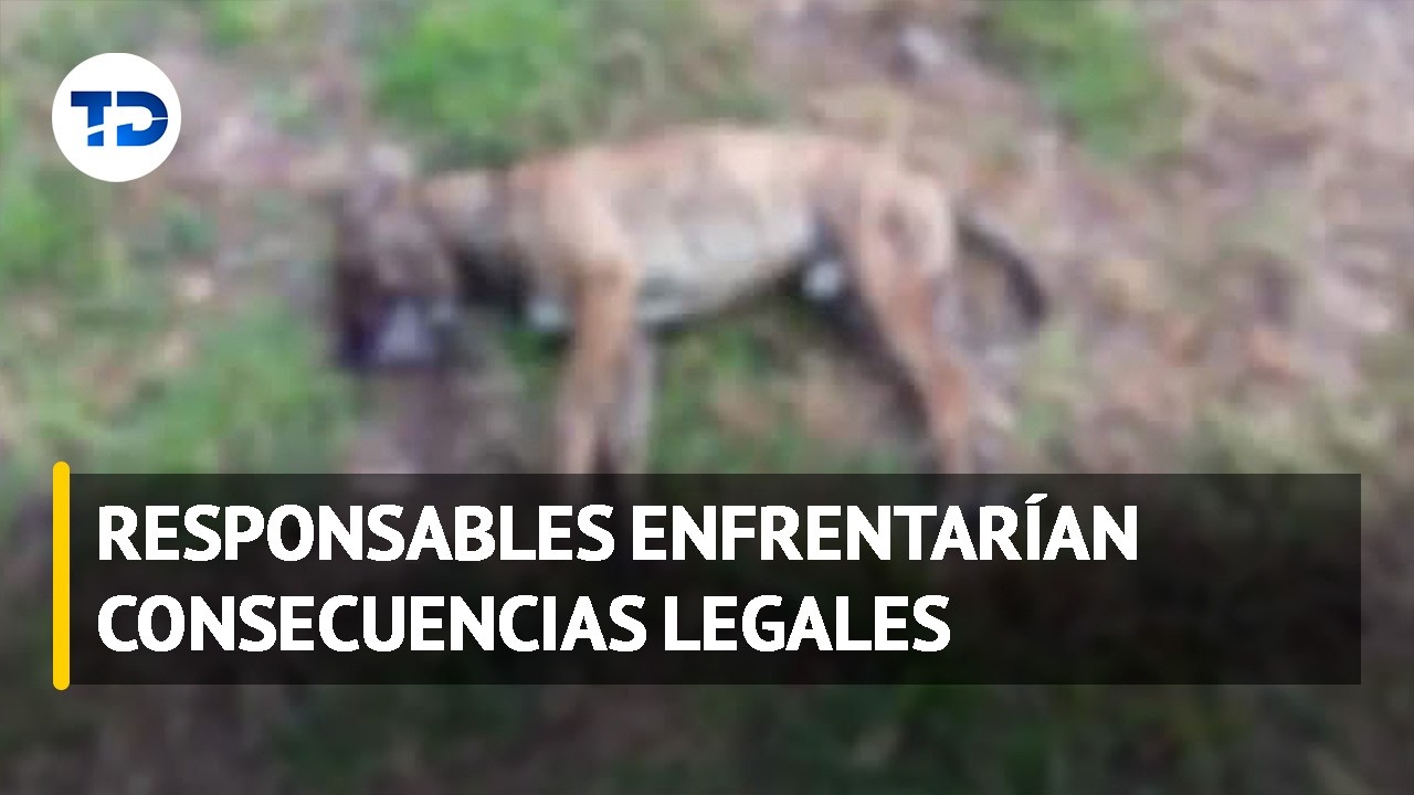 Denuncian envenenamiento masivo de mascotas en Desamparados