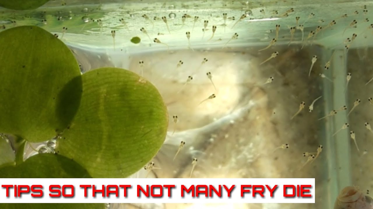 How To Breed Betta Fish Part 3| The Eggs Hatch Until The Fry Are 4 Days Old And Transfer To The Pond