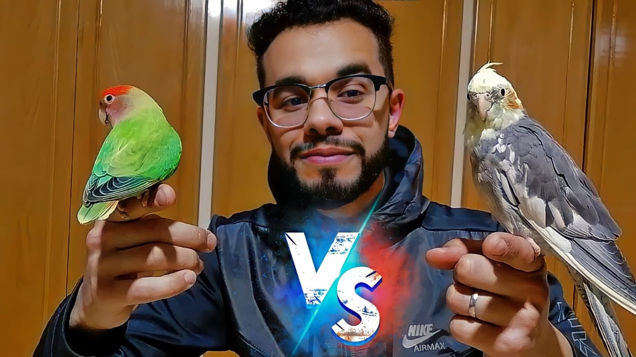 من أفضل طيور كالوبسيت أم طيور الروز ؟❤️✌🏻