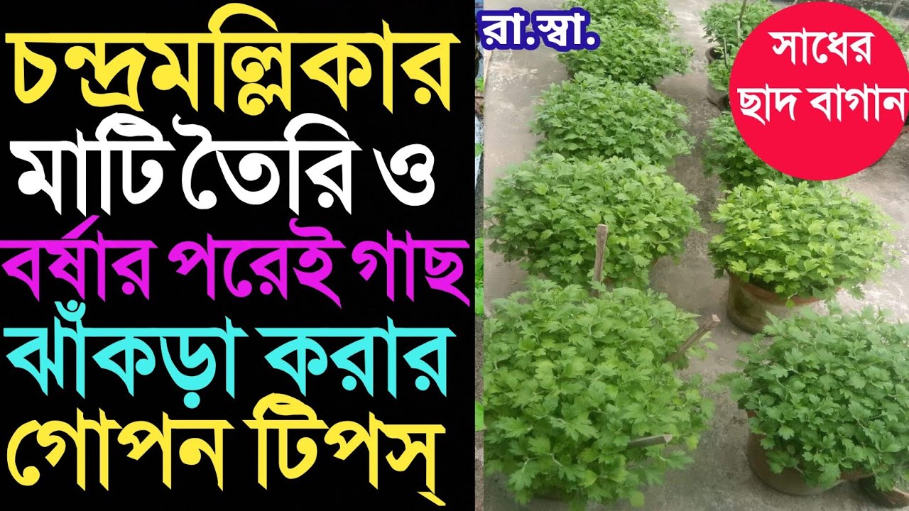 চন্দ্রমল্লিকা গাছের 4 ও 6 ইঞ্চি পটের মাটি তৈরি করে গাছ ঝাঁকড়া করার গোপন টিপস্ Care of Chrysanthemum