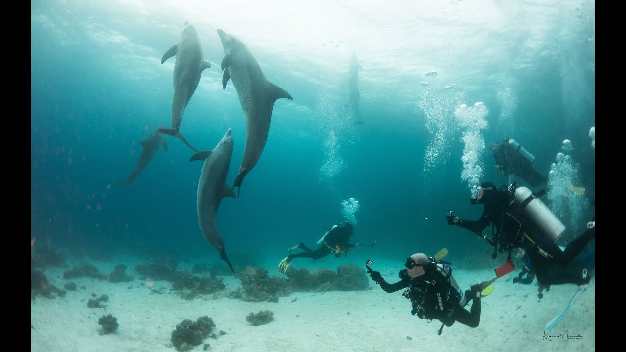 Viaje de Buceo al Mar Rojo (Diving in the Red Sea), Ruta Norte - Febrero 2022 con Eco&Dive (EcoDive)