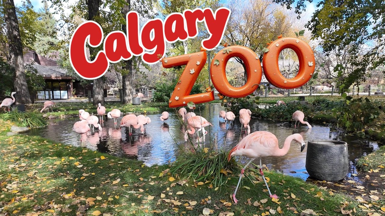 🐘 Exploring the Amazing Calgary Zoo 🐧| Fun Walk & Animal Moments ✨