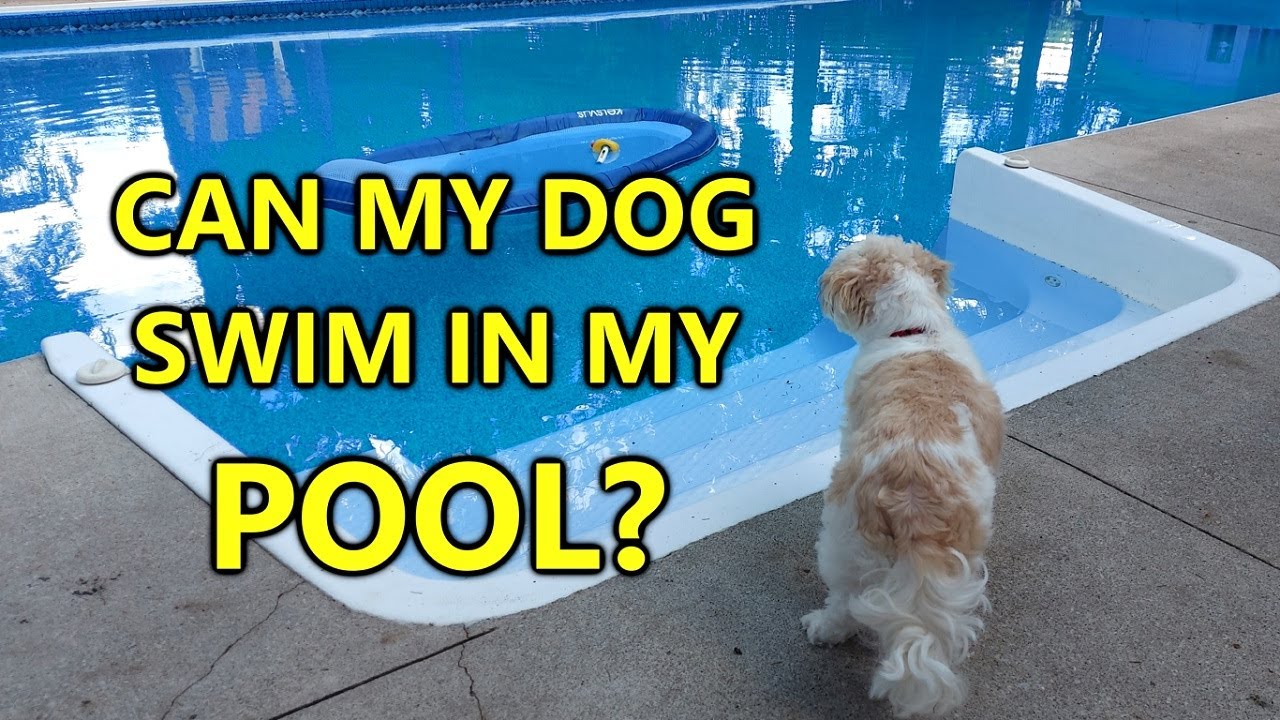 Can Dogs Go In Swimming Pools?