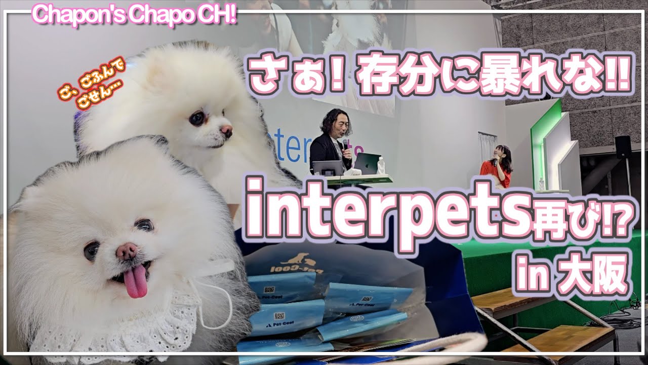 【インターペット大阪】春のイベント再び🩵今回は誰が一緒に登壇したのかな〜🐶【ワン学セミナー】【interpet2024】【愛犬との暮らし】