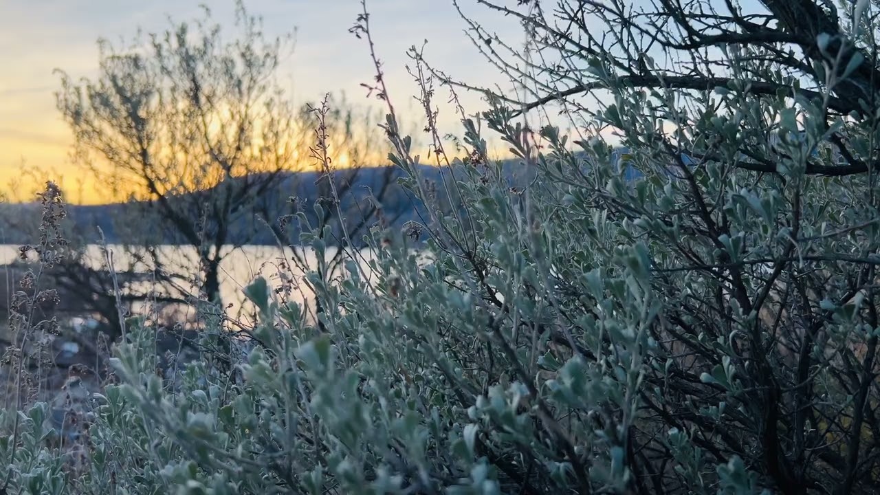 A Golden Hour Escape: Wind, Birds, and Distant City